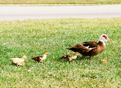 [Mother and three ducklings walking in a row on grass.]